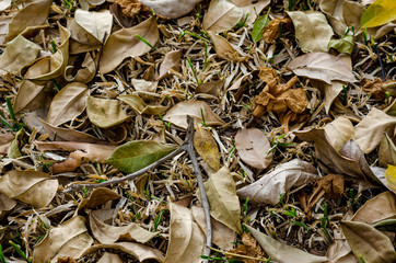 Dry leaves in the park, picture for background