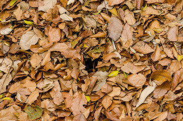Dry leaves in the park, picture for background