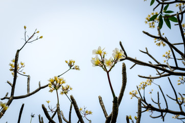 Fresh flowers on the spa garden background, vintage tone filter