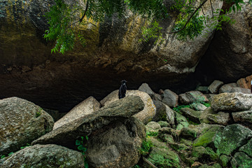 A goat standing on a tock at Olumo Rock