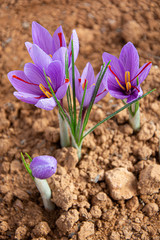 Obraz premium saffron flower or rose in the foreground and with its best focus
