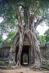 Entrance to a temple eaten by an Angkor Wat tree, Cambodia