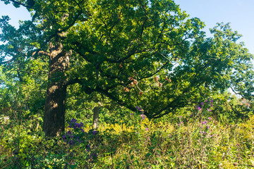 Fototapeta na wymiar large oak tree in a field 