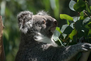 Retrato de un koala macho en cautividad © Azahara