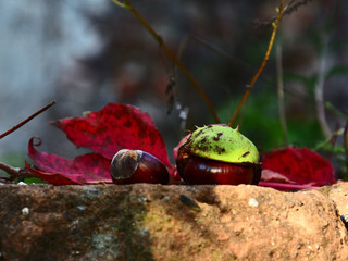 Kasztany © Krzysztof