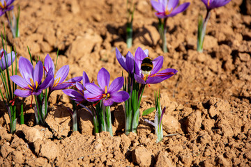 bee feeding on saffron rose, collecting pollen and nectar to produce honey