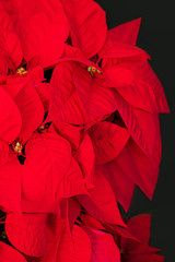  Christmas Star Flower  Red Poinsettia. Copyspace. Top view