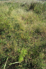 風のある秋の野原風景