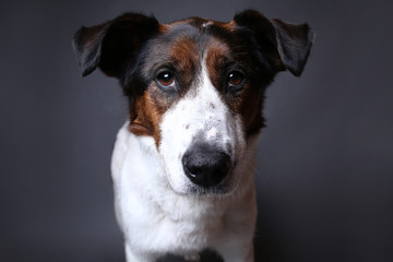 Cute dog on in studio on a grey background