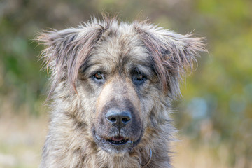 sad homeless dog face sitting on the street with blurred background
