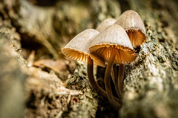 Pilz