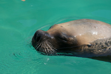 Retrato de un leon marino en el agua