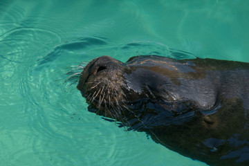 Retrato de un león marino en el agua