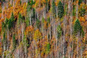 yellow and red  colors of autumn