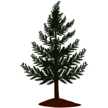 Pine Tree - Cartoon Vector Image
