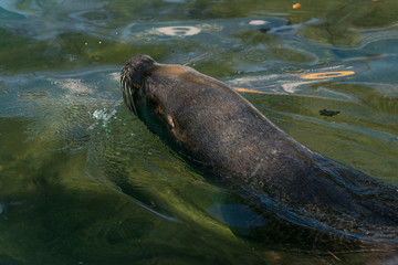 Retrato de un le&oacute;n marino en el agua