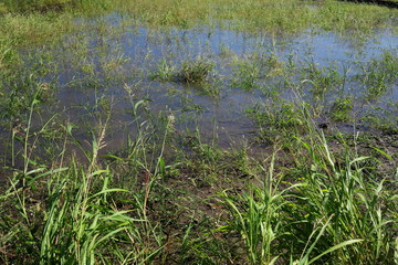 水溜りのある台風一過の野原風景