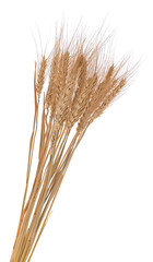 Barley ear isolated over a white background