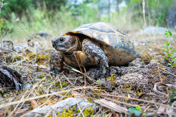 Land tortoise walking on dry grass in the forest. Turtle in the wild.