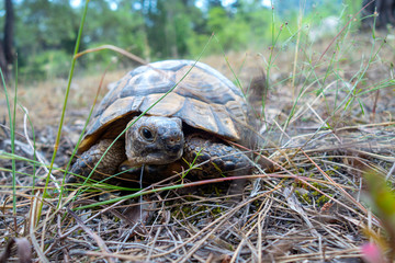 Land tortoise walking on dry grass in the forest. Turtle in the wild.