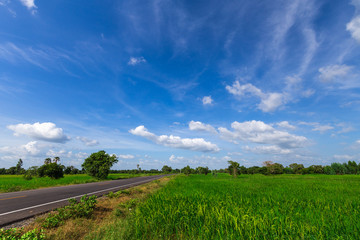 Country road among green and yellow fields. Nature landscape. Big massive clouds.