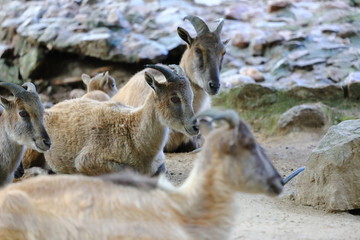 Himalaya-Tahr