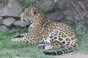 animales varios  © Miguel