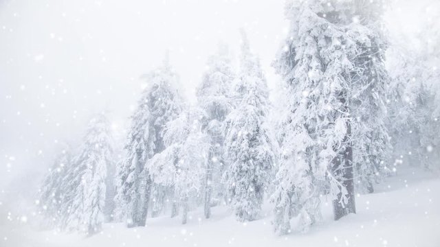 Snowing on fir trees. Winter wonderland resort