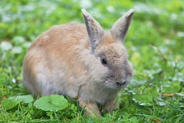 Kaninchen im Gras