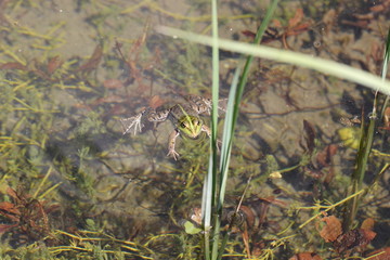 Obraz premium animales varios 