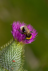 Pollination, a Buff-tailed bumblebee on the purple flower of a Marsh thistle