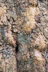 écorce d'arbre sur un tronc