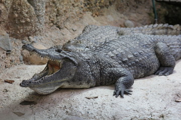 Obraz premium animales varios 