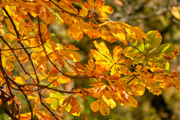 Bright autumnal background with colorful leaves of a chestnut tree seen from below on a beautiful sunny autumn day in October in Germany