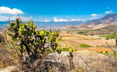 Cactuses at the Yagul archaeological site in Mexico