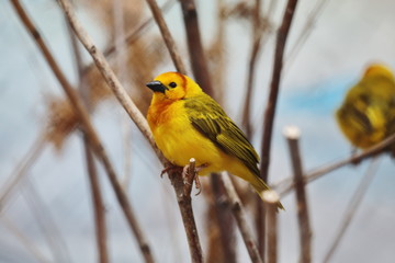 Gelber Webervogel auf Ast