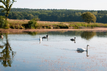 white swans with small swans on the lake