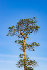 The tree and blue sky