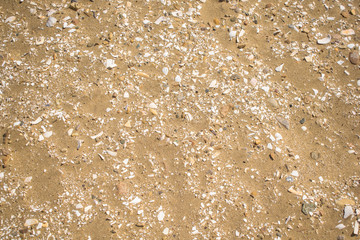 Stones and seashells on sand beach for background and texture. Coarse sand texture.  Top view.