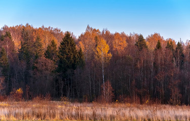 Fototapeta premium Autumn landscape with autumn leaf colours. Nature.