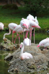 Flamingos