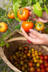 beautiful girl collects ripe and natural tomatoes on the plot