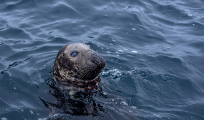 old seal poking head above water