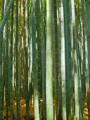 Fototapeta premium Bamboo Wood2