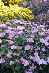 colorful flowers in the garden
