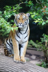 Tiger hinter Blättern