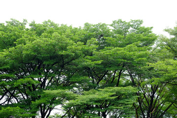 green tree on white background