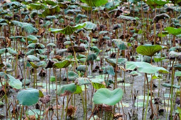 dead lotus in the pond