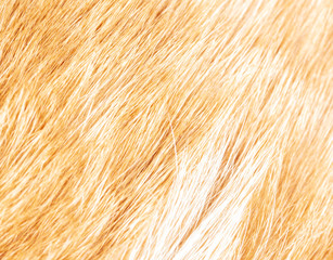 Red hair on a cat as a background