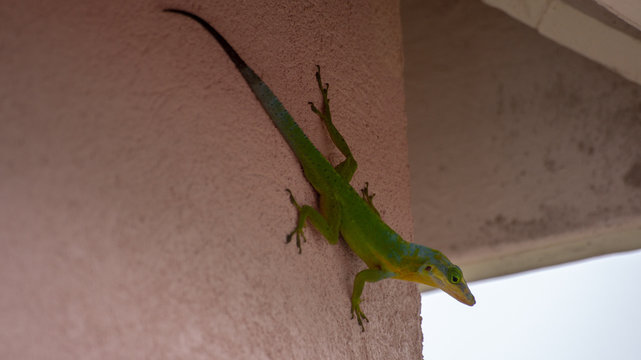 lizard on the wall